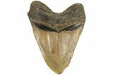 5.50" Fossil Megalodon Tooth - North Carolina - #200239-2